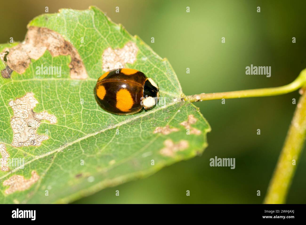 Multicoloured Asian lady beetle Stock Photo