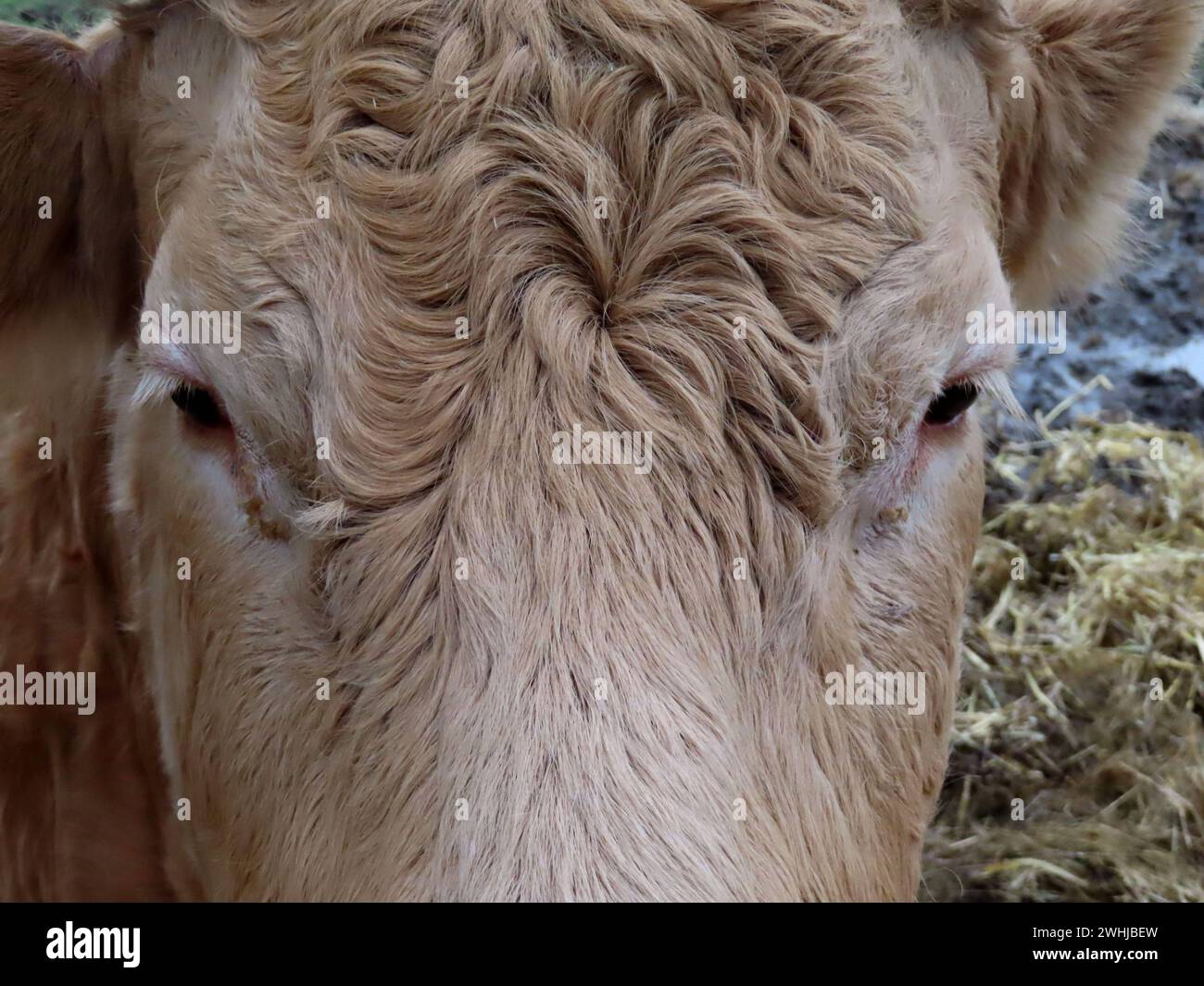 Blick In Ein Glan Rind Portraet Glan Rind Vollportraet View Into A Blick In Ein Glan Rind Portraet Glan Rind Vollportraet View Into A Glan Cattle Portrait Glan Cattle Full Portrait 2WHJBEW