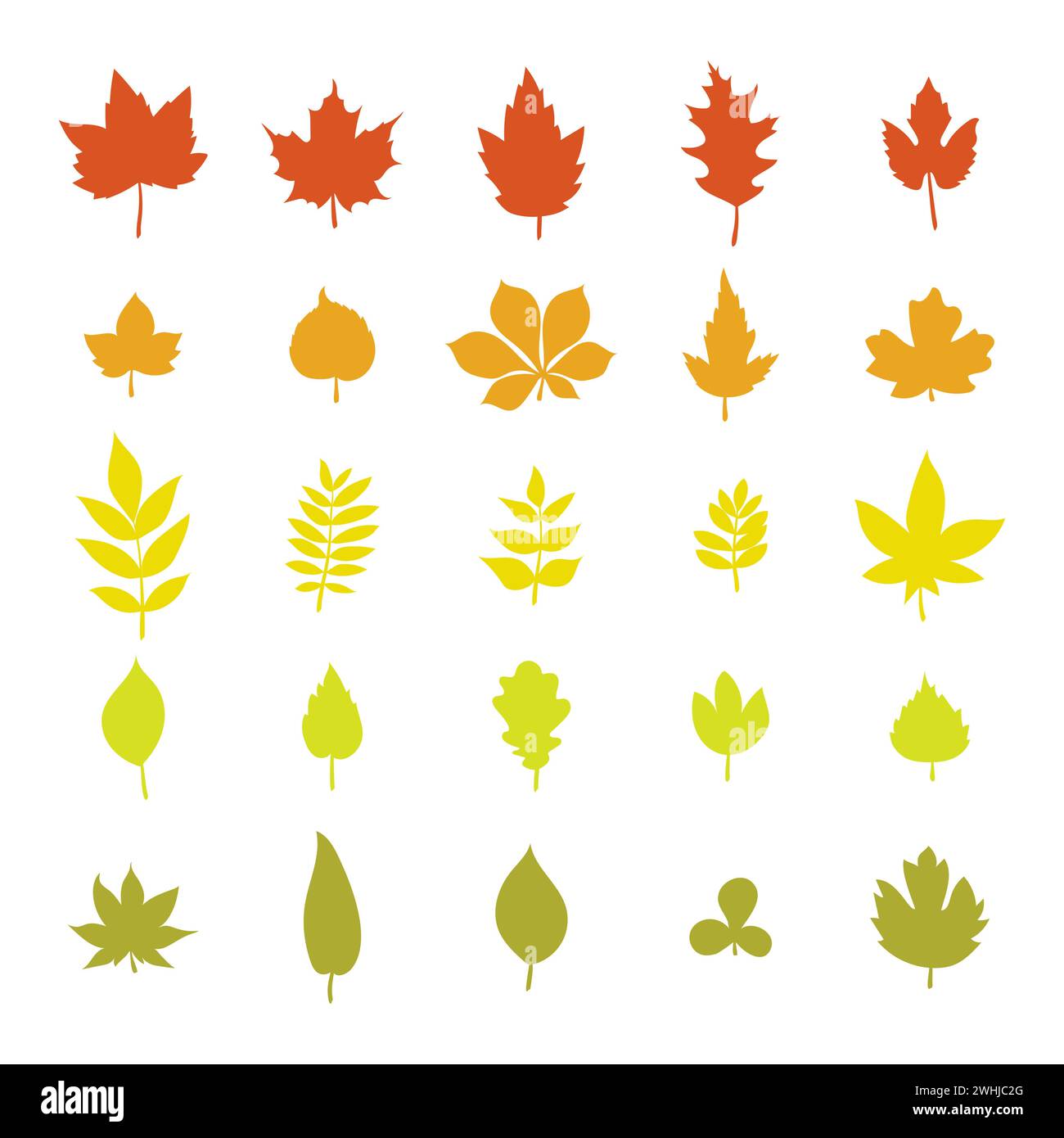 Set of colorful autumn leaves. Leaf collection isolated on white