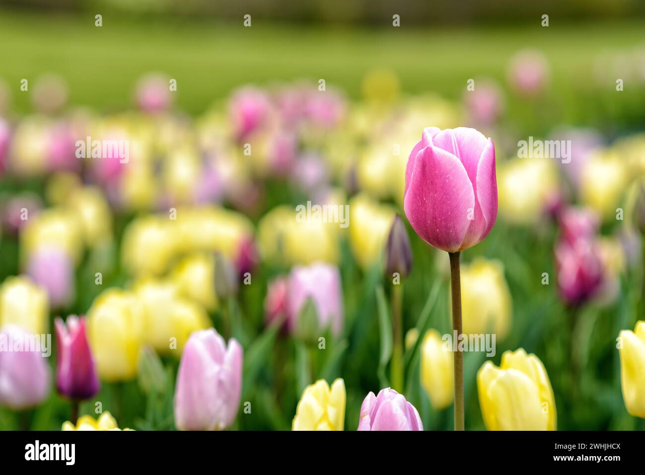 Tulip in full bloom in springtime Stock Photo