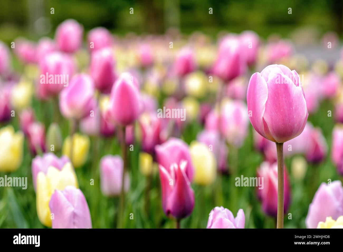 Tulip in full bloom in springtime Stock Photo