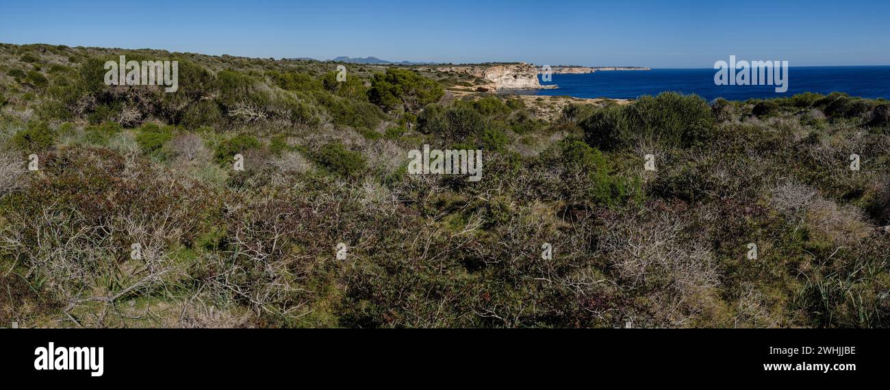 Typical coastal Mediterranean scrub Stock Photo