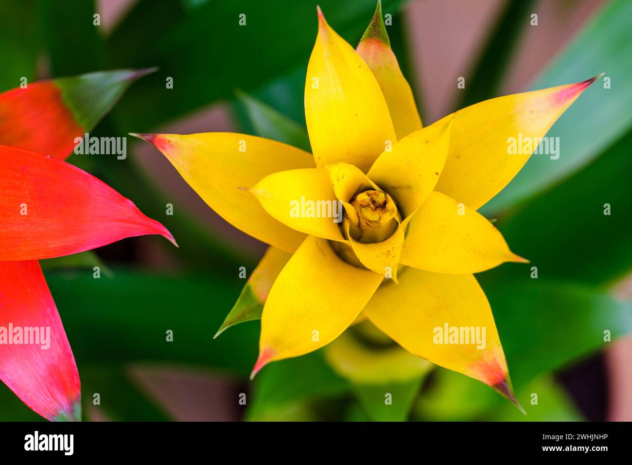 Bromeliad flower Stock Photo