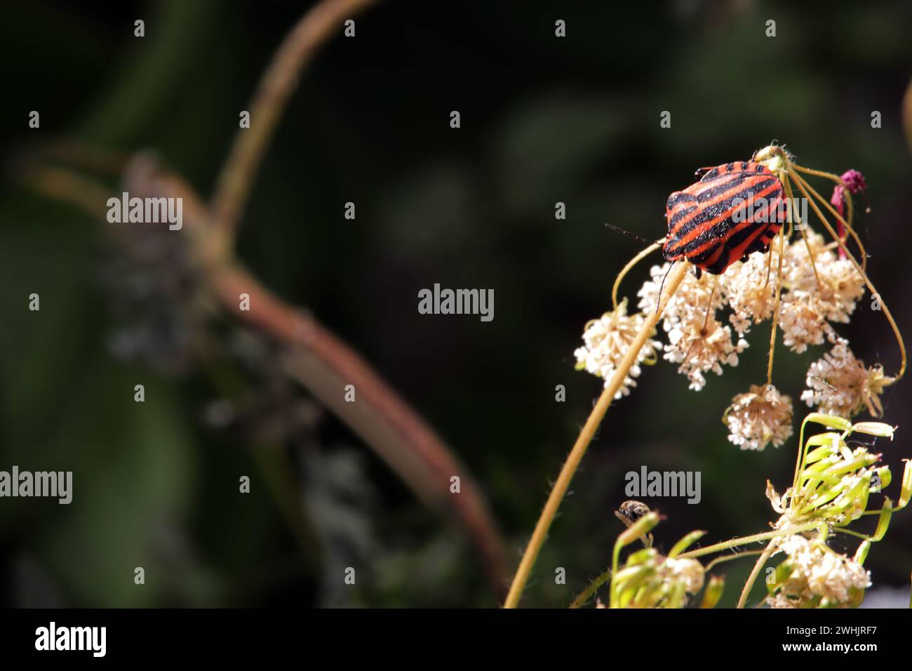 Stripe bug (Graphosoma italicum) Stock Photo