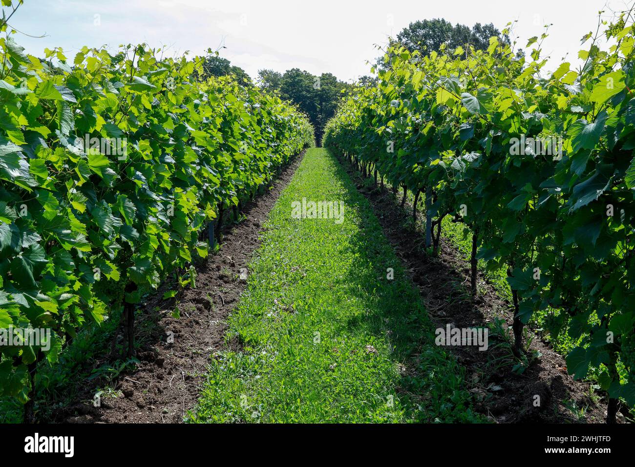 Frontenac blanc hires stock photography and images Alamy