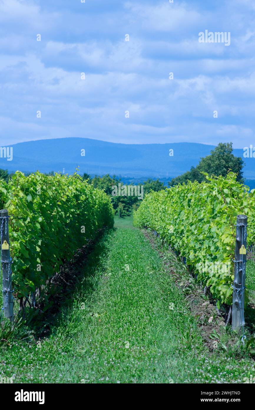 Frontenac blanc hires stock photography and images Alamy