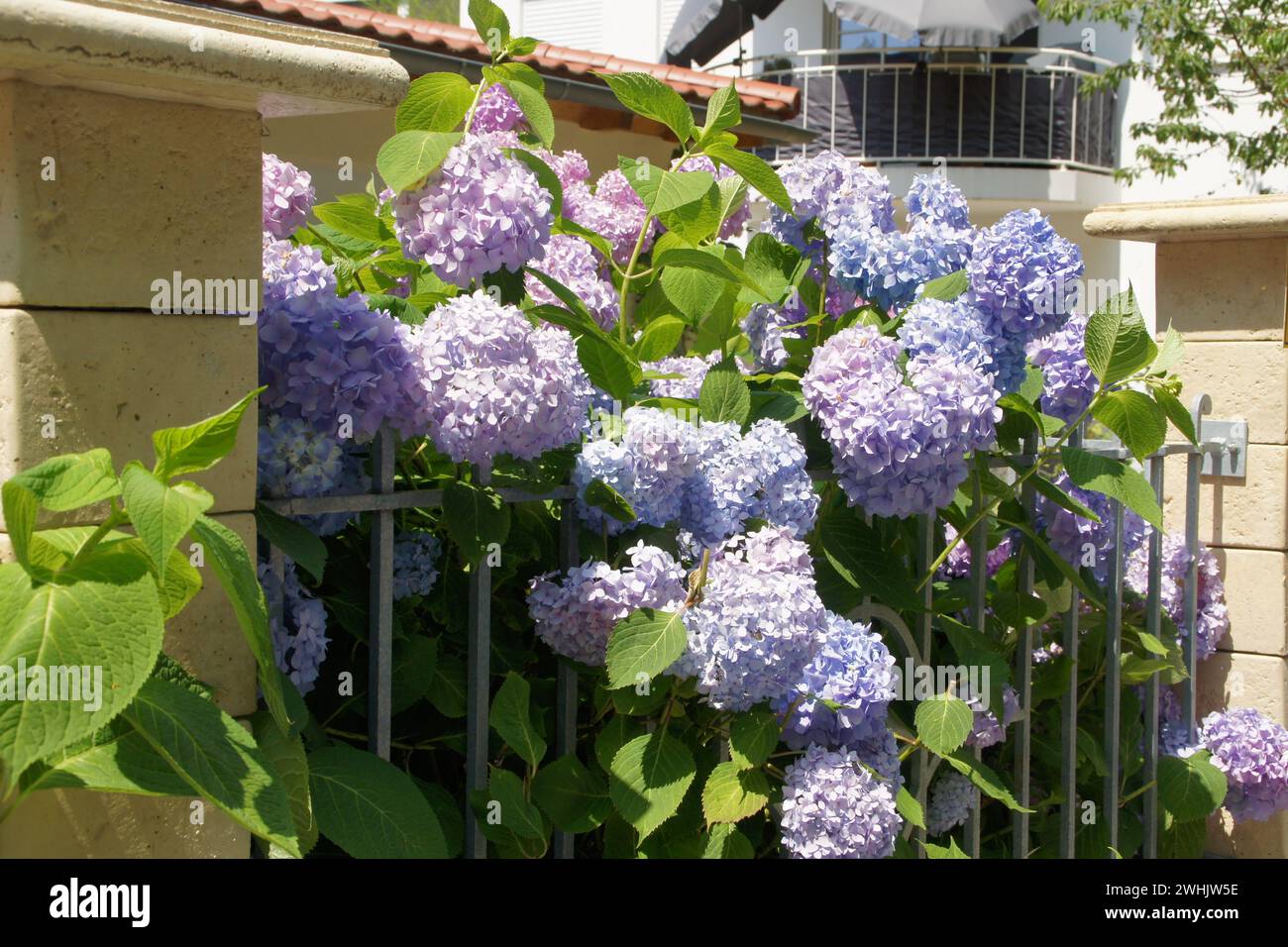 Hydrangea macrophylla, hortensia Stock Photo