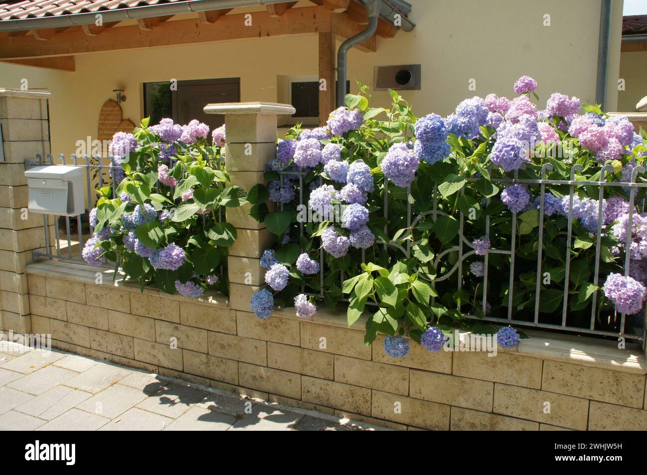 Hydrangea macrophylla, hortensia Stock Photo