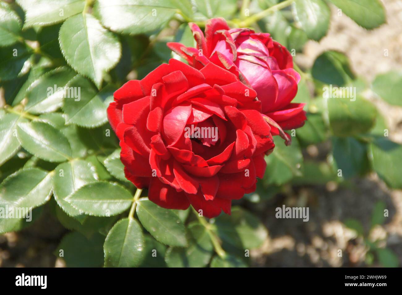 Rosa Till Eulenspiegel, Hybrid rose Stock Photo