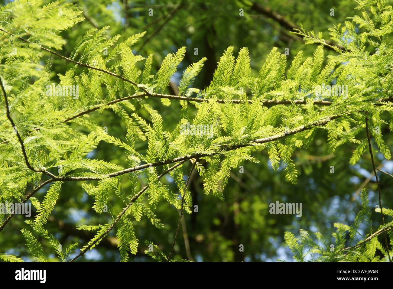 Taxodium distichum, swamp cypress Stock Photo