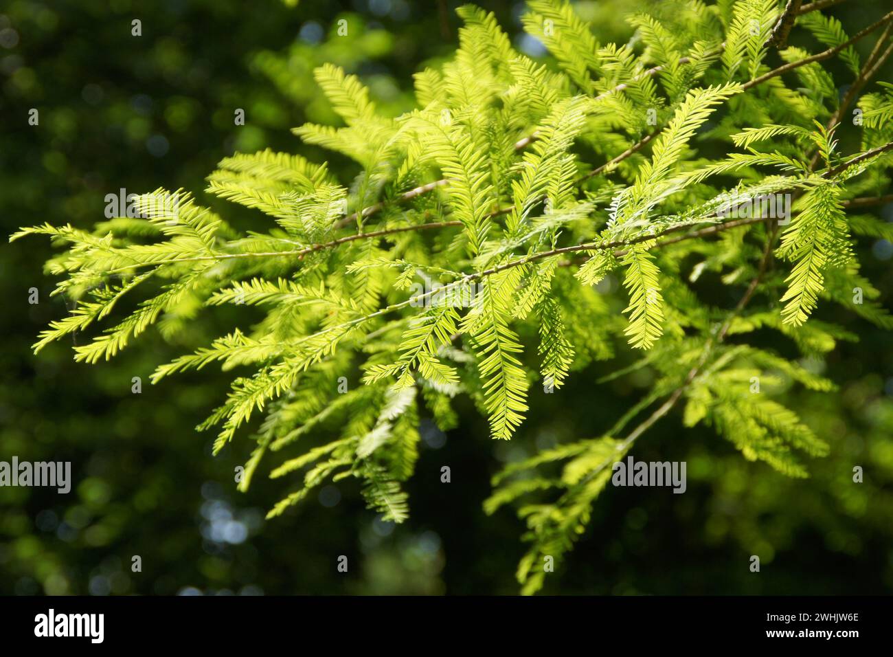 Taxodium distichum, swamp cypress Stock Photo