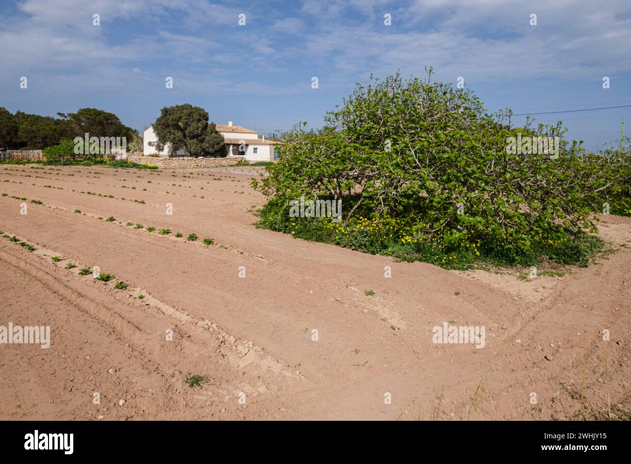 Vegetable patch Stock Photo