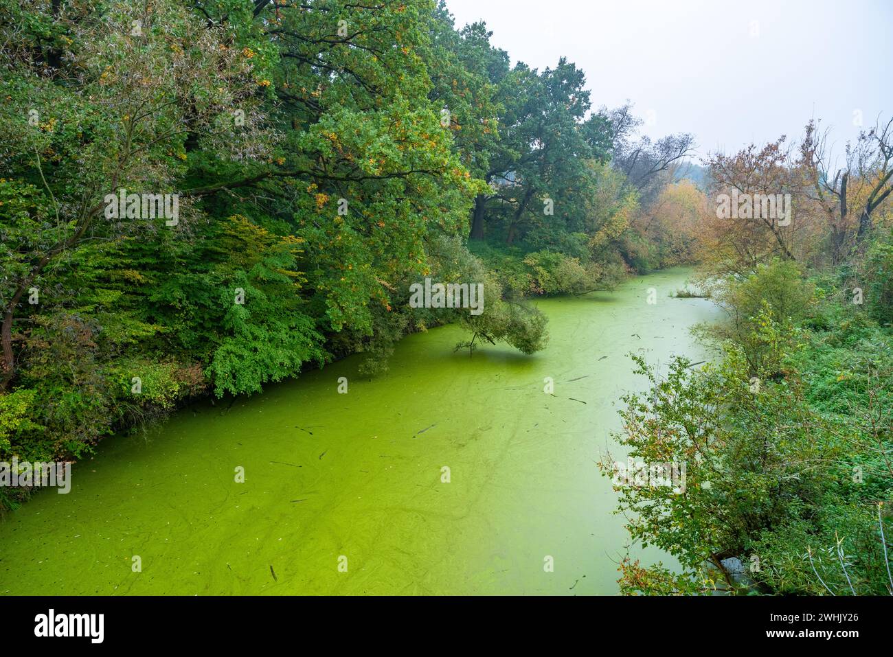 A swamp surrounded by lush green trees Stock Photo
