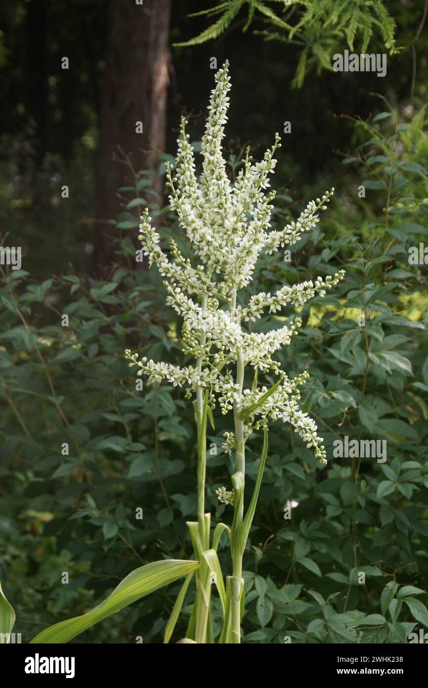 Veratrum californicum, California corn lily Stock Photo