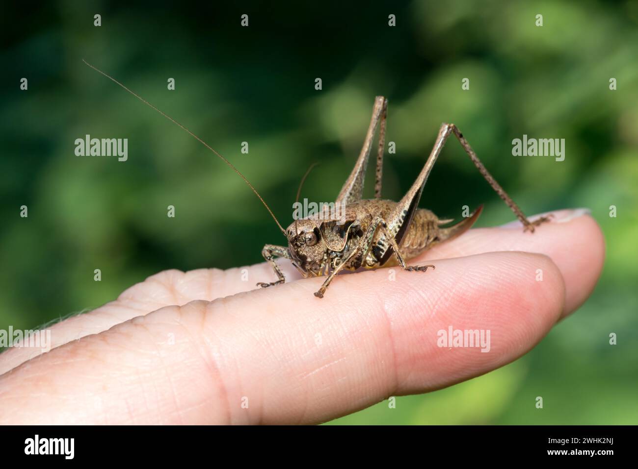 Dark bush-cricket (Pholidoptera griseoaptera) or common bush cricket, female, sitting on the fingers of a human hand and nibbling at the skin, macro Stock Photo