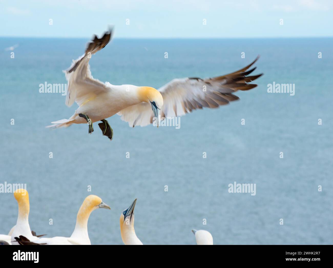 Northern (Morus bassanus) (synonym Sula bassana) with wings