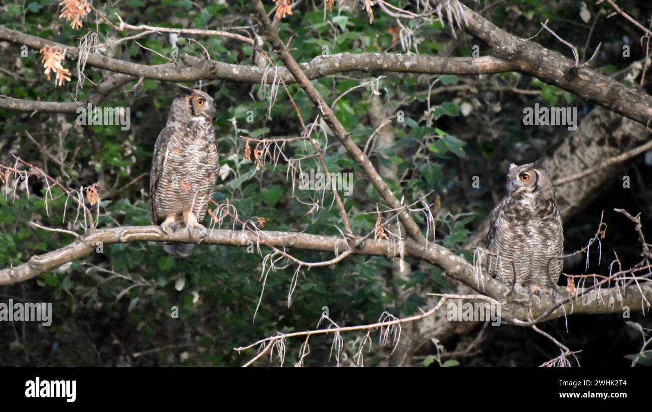 A pair of free-ranging Virginia eagle owls (Bubo virginianus) in the Bosques de Palermo park in the city of Buenos Aires, Argentina Stock Photo