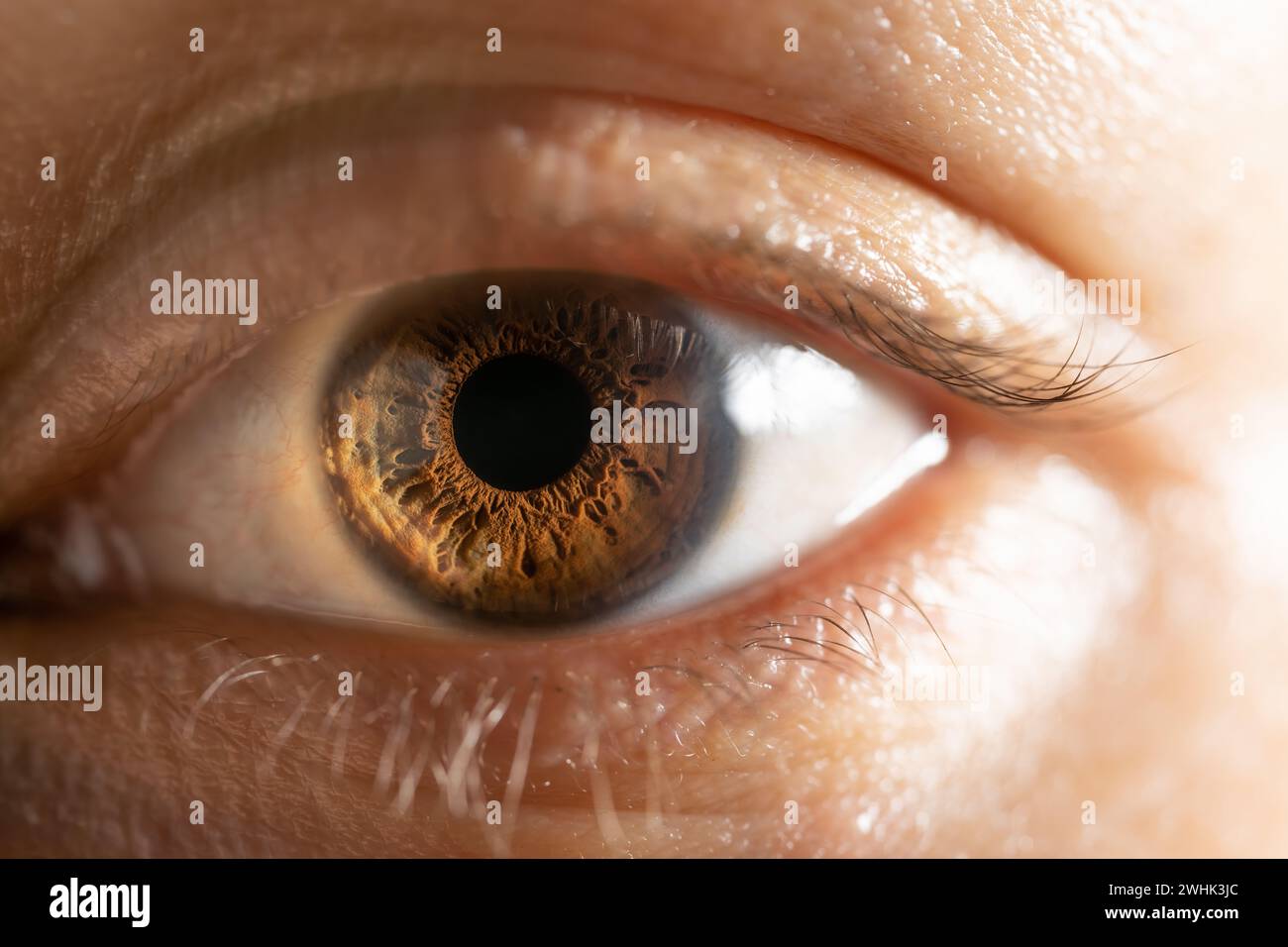 Description: Female Brown Colored Eye With Long Lashes Close Up. Structural Anatomy. Human Iris Macro Detail. Stock Photo