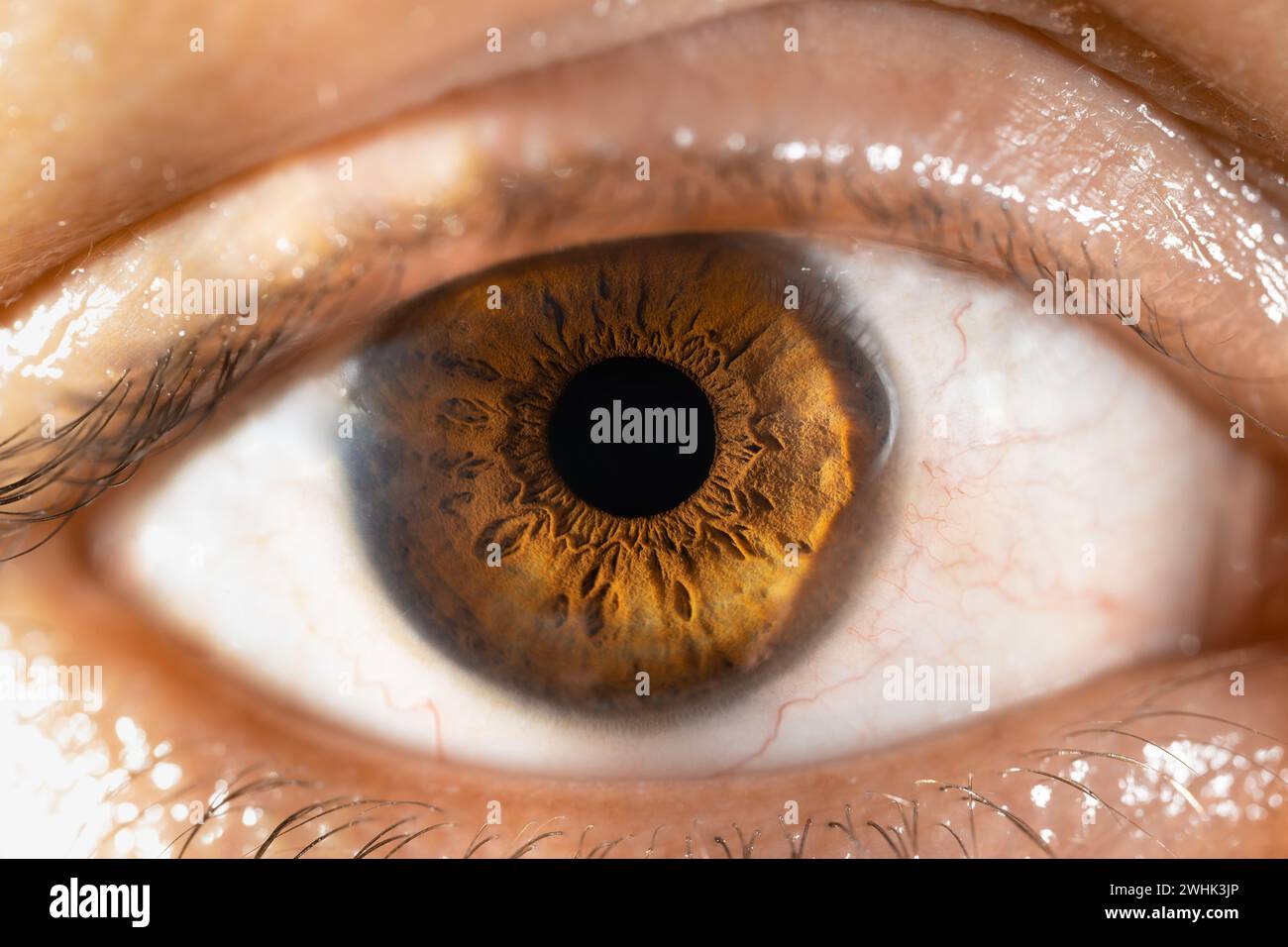 Description: Female Brown Colored Eye With Long Lashes Close Up. Structural Anatomy. Human Iris Macro Detail. Stock Photo