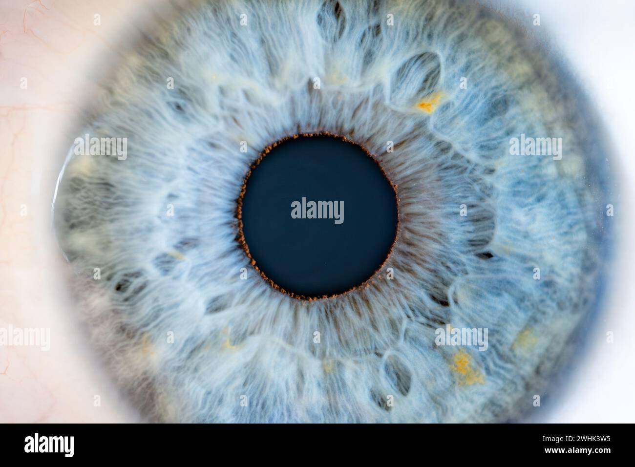 Description: Male Blue Colored Eye With Long Lashes Close Up. Structural Anatomy. Human Iris Super Close Macro Detail. Stock Photo