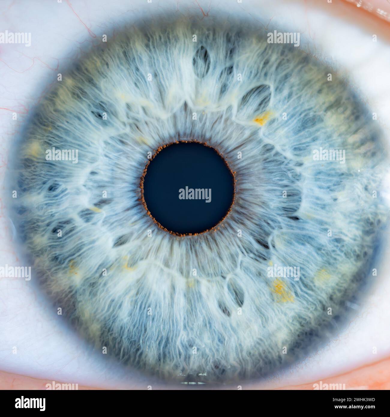 Description Male Blue Colored Eye With Long Lashes Close Up