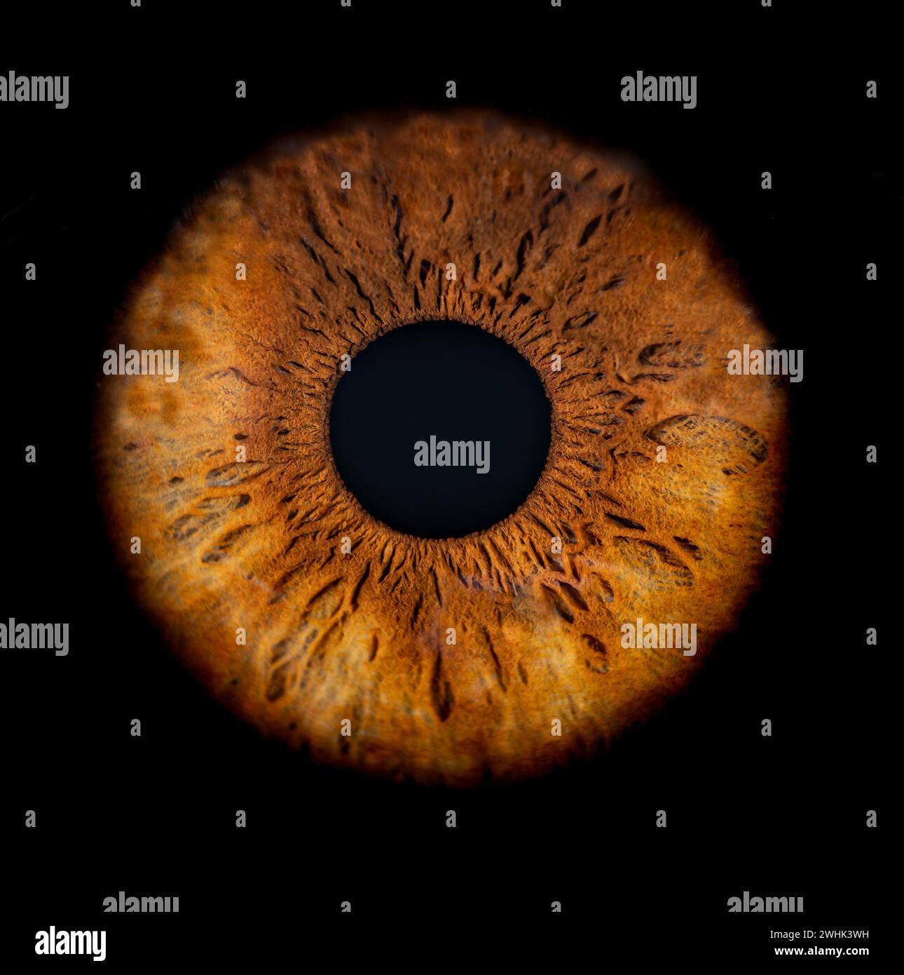 Description: Macro photo of human eye on black background. Close-up of female brown colored eye. Structural Anatomy. Iris Detail. Filamentes and Pigme Stock Photo