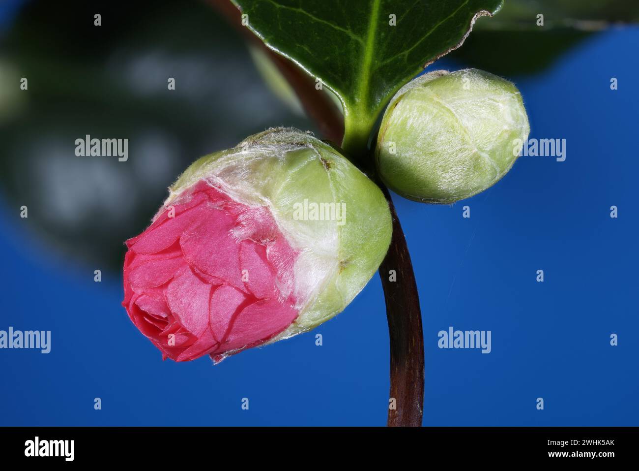 Macro photo of two Camellia Japonica buds with large depth of field Stock Photo