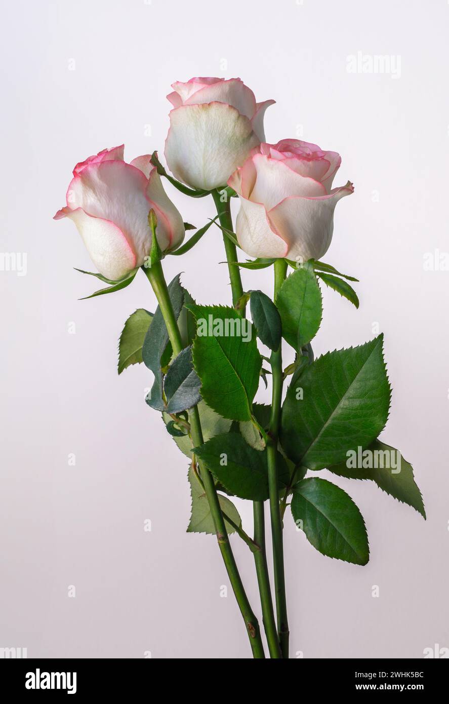 Fresh rose bouquet hi-res stock photography and images - Alamy