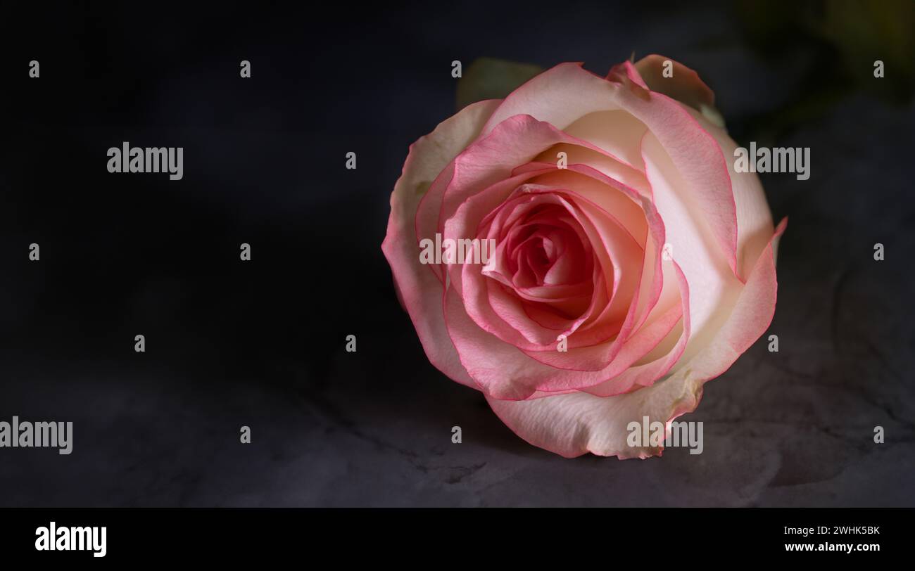 Rose isolated on the black stone Stock Photo