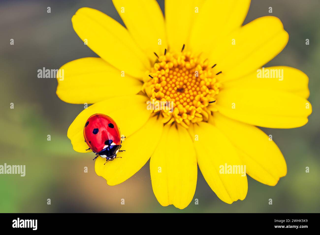 Ladybird on the yellow flower Stock Photo