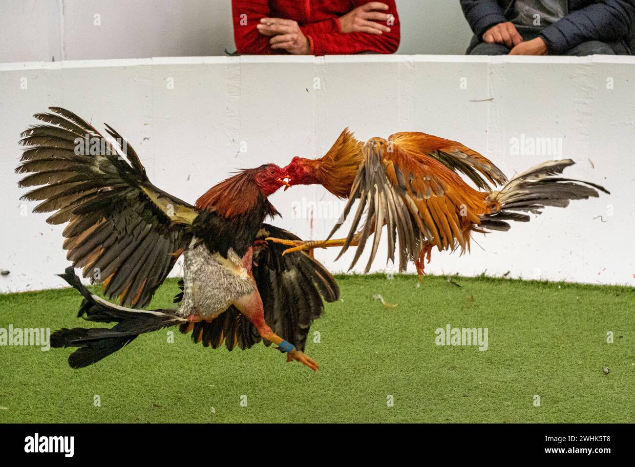 Comportamiento animal aves hi-res stock photography and images - Alamy
