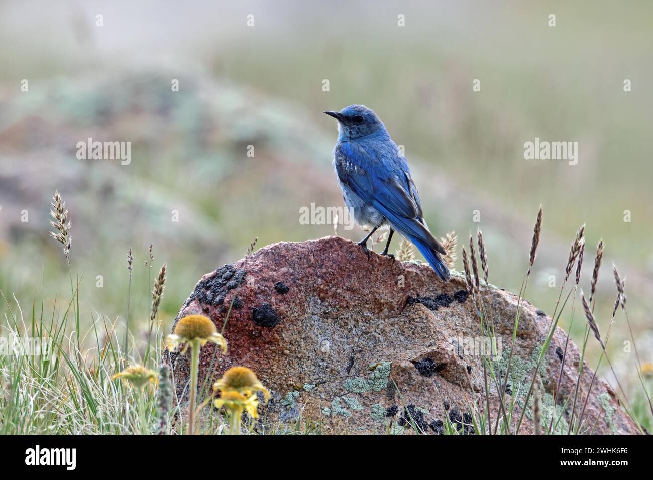 Mountain bluebird, USA Stock Photo