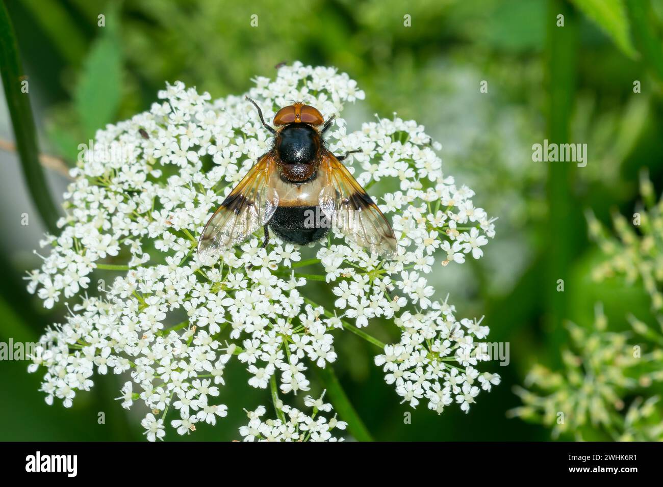 Volucella pellucens, the pellucid fly Stock Photo