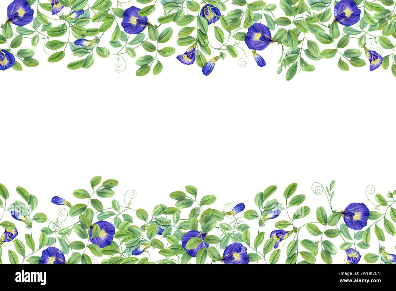 Tropical plant, Ipomoea, clitoria ternatea, bluebellvine. Thai blue flowers. Horizontal frame with text space. Butterfly pea flowers. Stock Photo