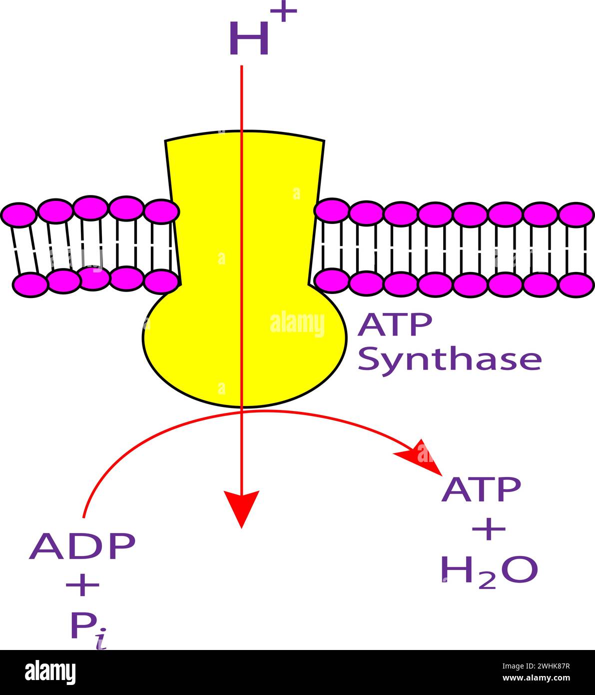 Mitochondrial ATP synthase complex.Vector illustration Mitochondrial ATP synthase complex.Vector illustration Stock Vector