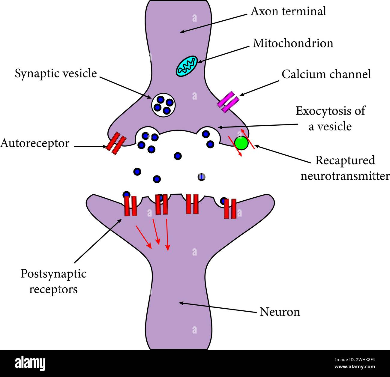 An axon terminal is transmitting a signal to neuron.Vector illustration. Stock Vector
