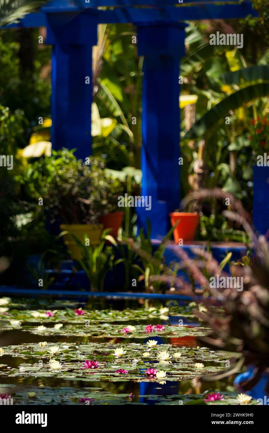 Garden pond in the Majorelle Garden, botany, water lily, water, pond, flora, plant, botany, flower, tropical, climate, architecture, indigo, blue Stock Photo