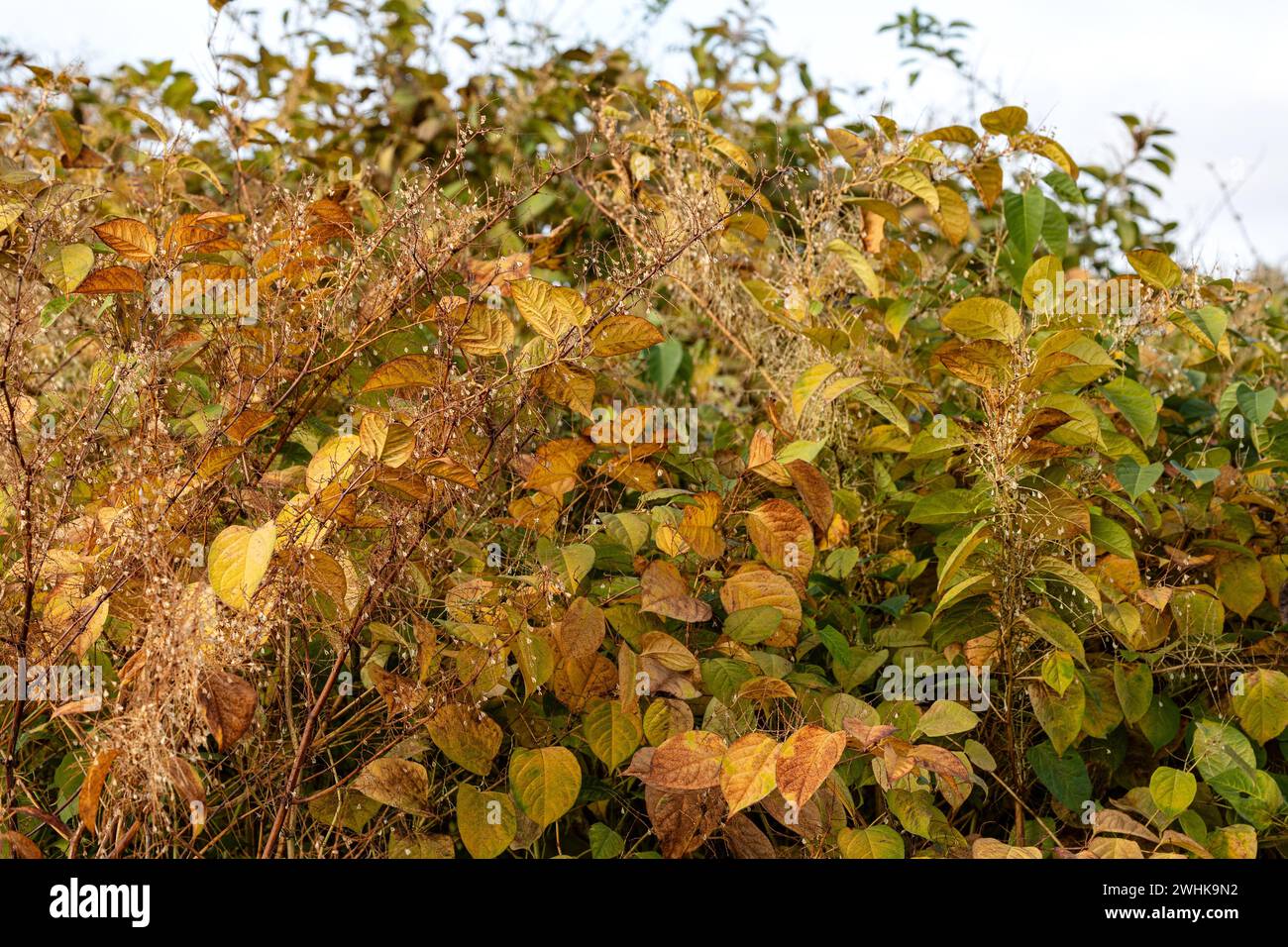 Perennial knotweed with its beautifully coloured autumn leaves Stock Photo