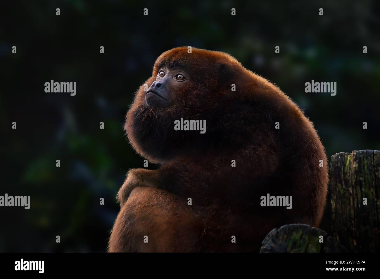 Brown Howler Monkey (Alouatta guariba) Stock Photo