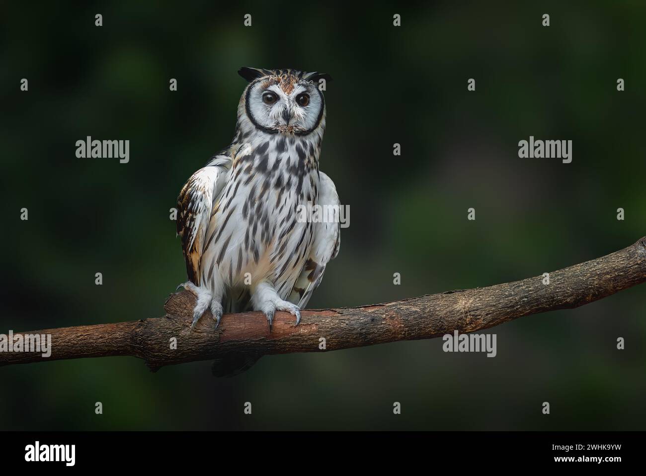 Striped Owl (Asio clamator) - Bird of Prey Stock Photo