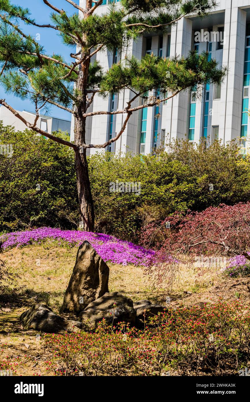 Tall evergreen tree in a garden with purple flowers with an assortment of stones in the foreground Stock Photo