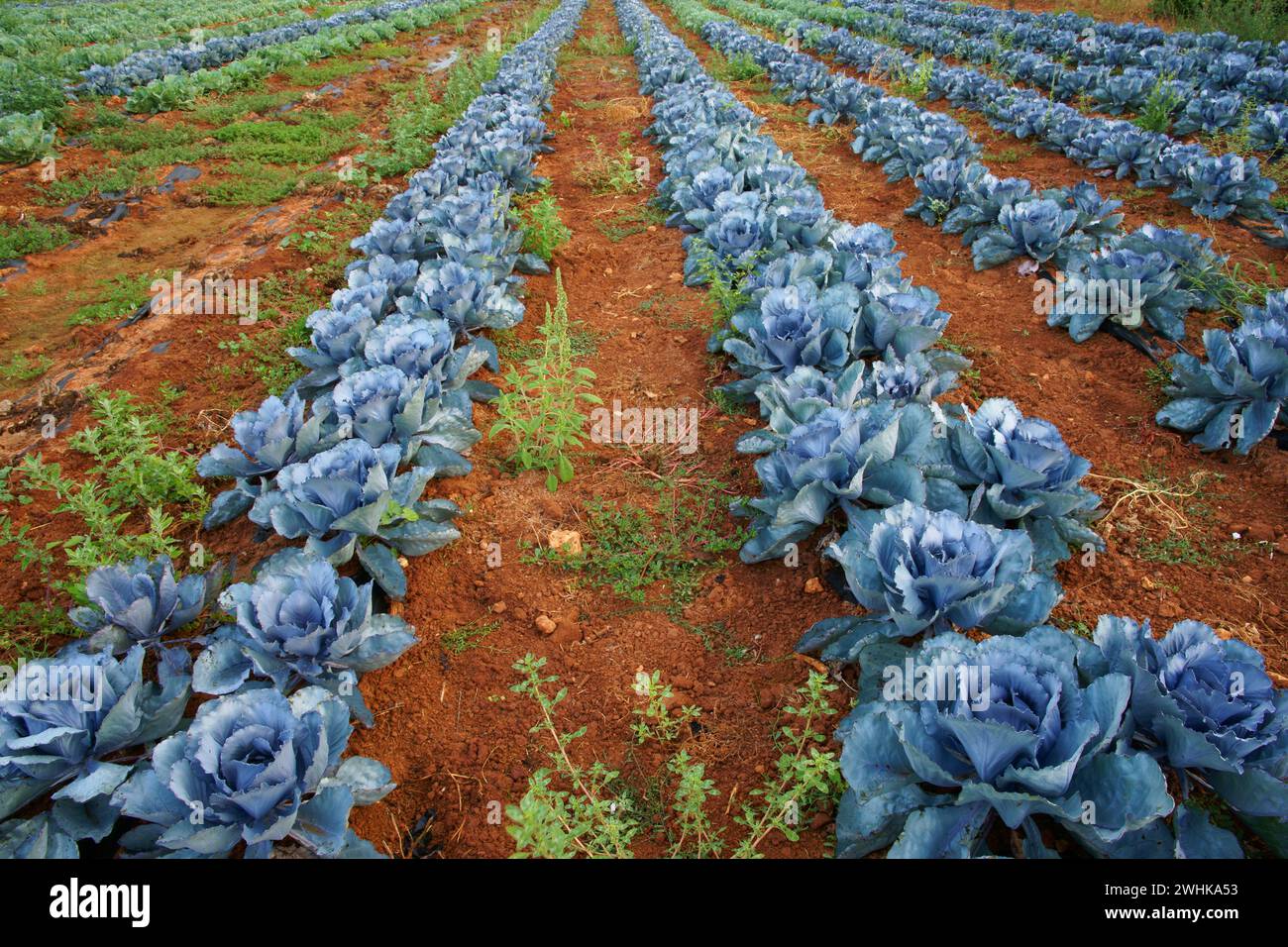 Campo de cultivo de vegetales hi-res stock photography and images - Alamy