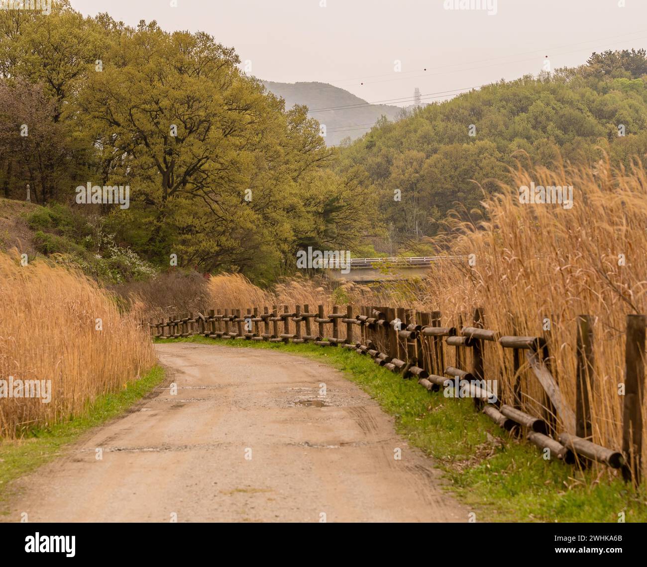 Country road with a wood rail fence leading to a wooded area with lush green trees with golden reeds in foreground Stock Photo