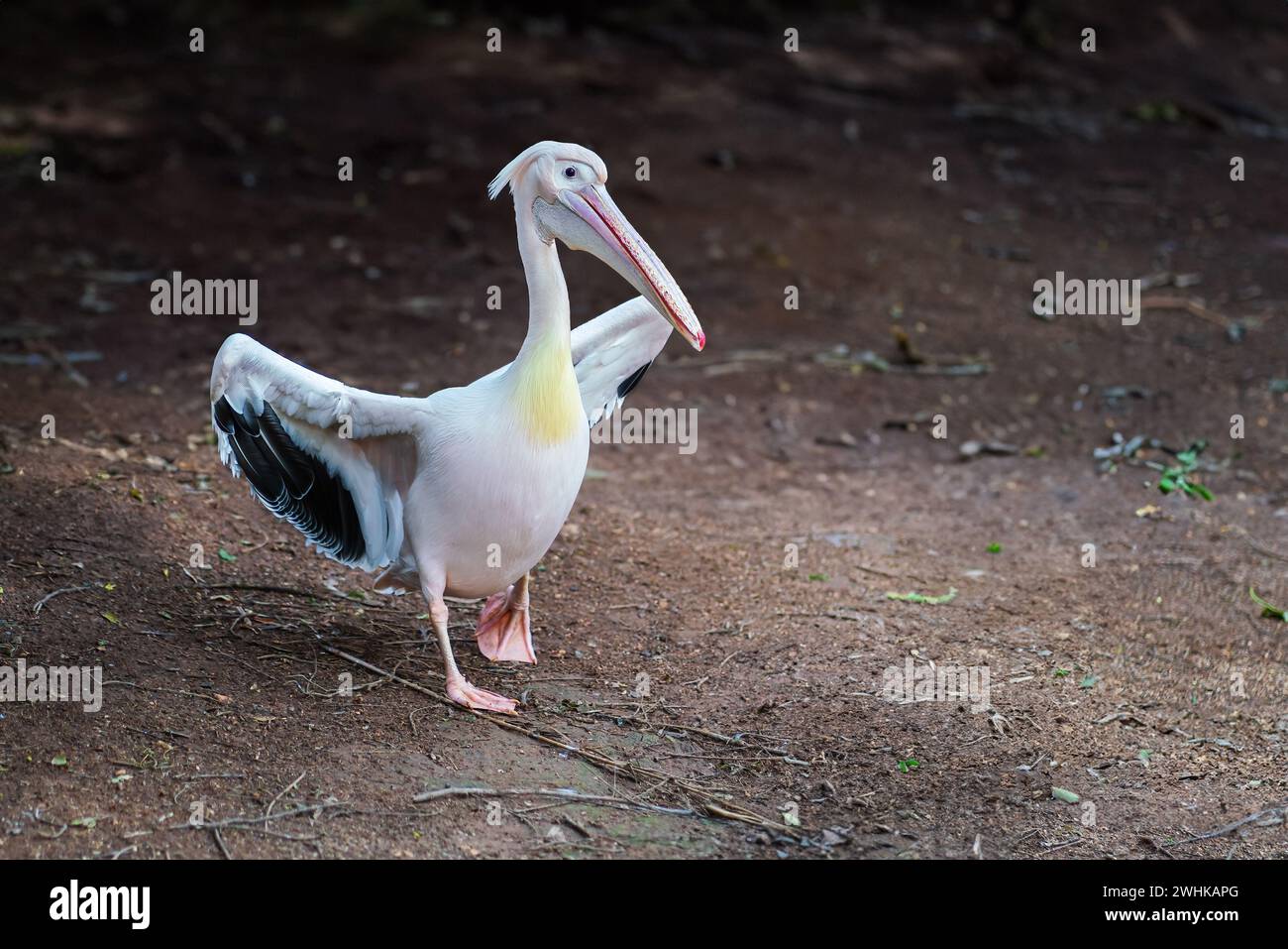 Great White Pelican (Pelecanus onocrotalus) Stock Photo