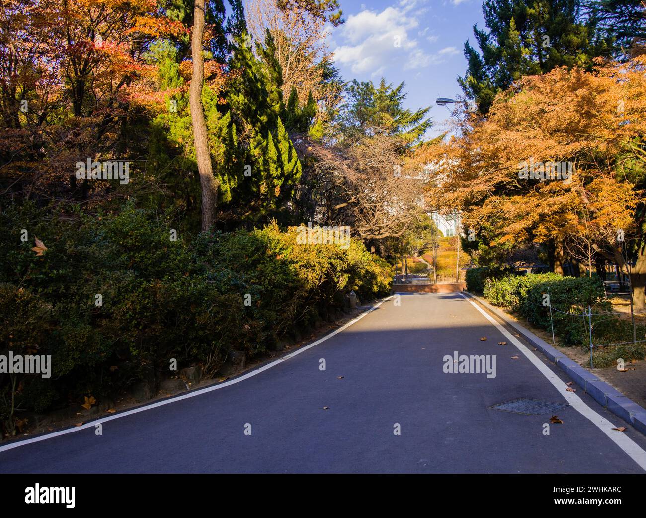 Paved road in a peaceful park like setting of lush foliage bathed in the afternoon sun Stock Photo