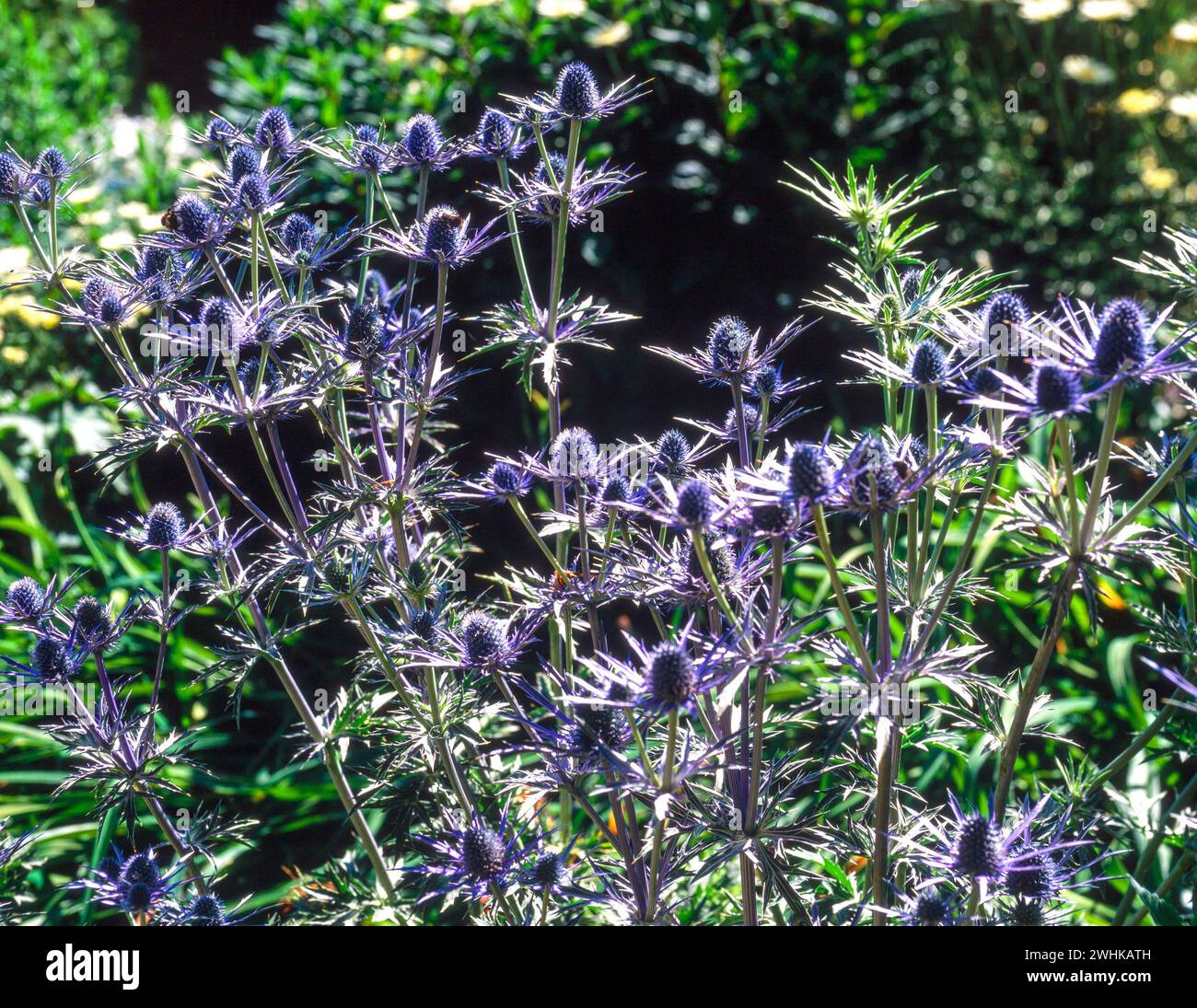 Backlit Blue Eryngium Sea Holly / thistle heads / flowers in garden border, England, UK Stock Photo