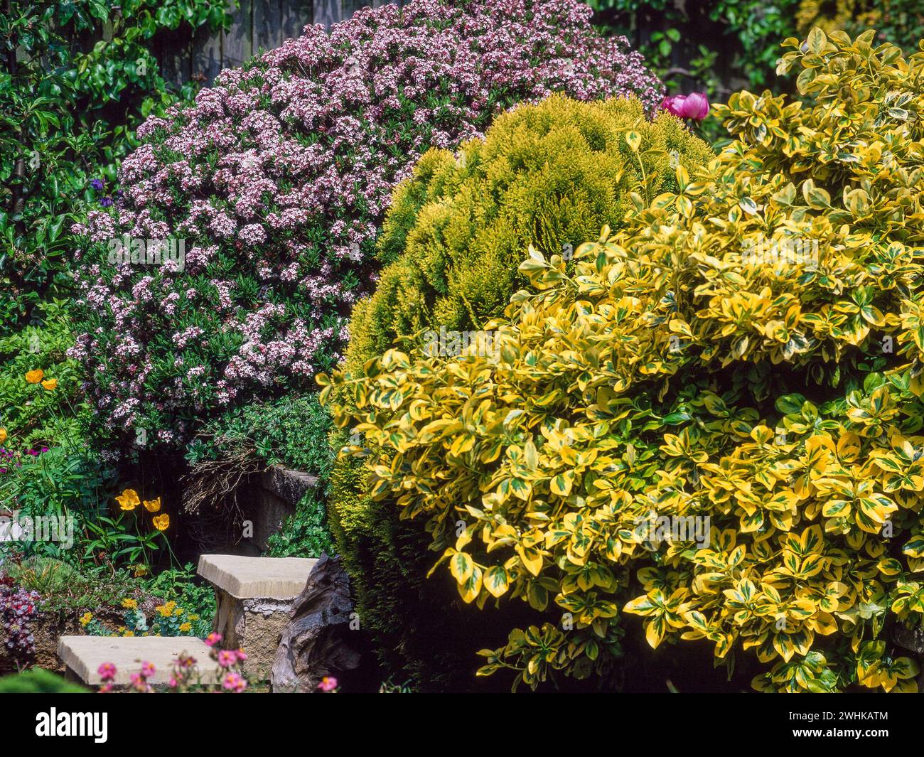 Garden border with green and yellow variegated Euonymus fortunei 'Emerald 'n' Gold', conifer and Daphne burkwoodii in full bloom, England, UK Stock Photo