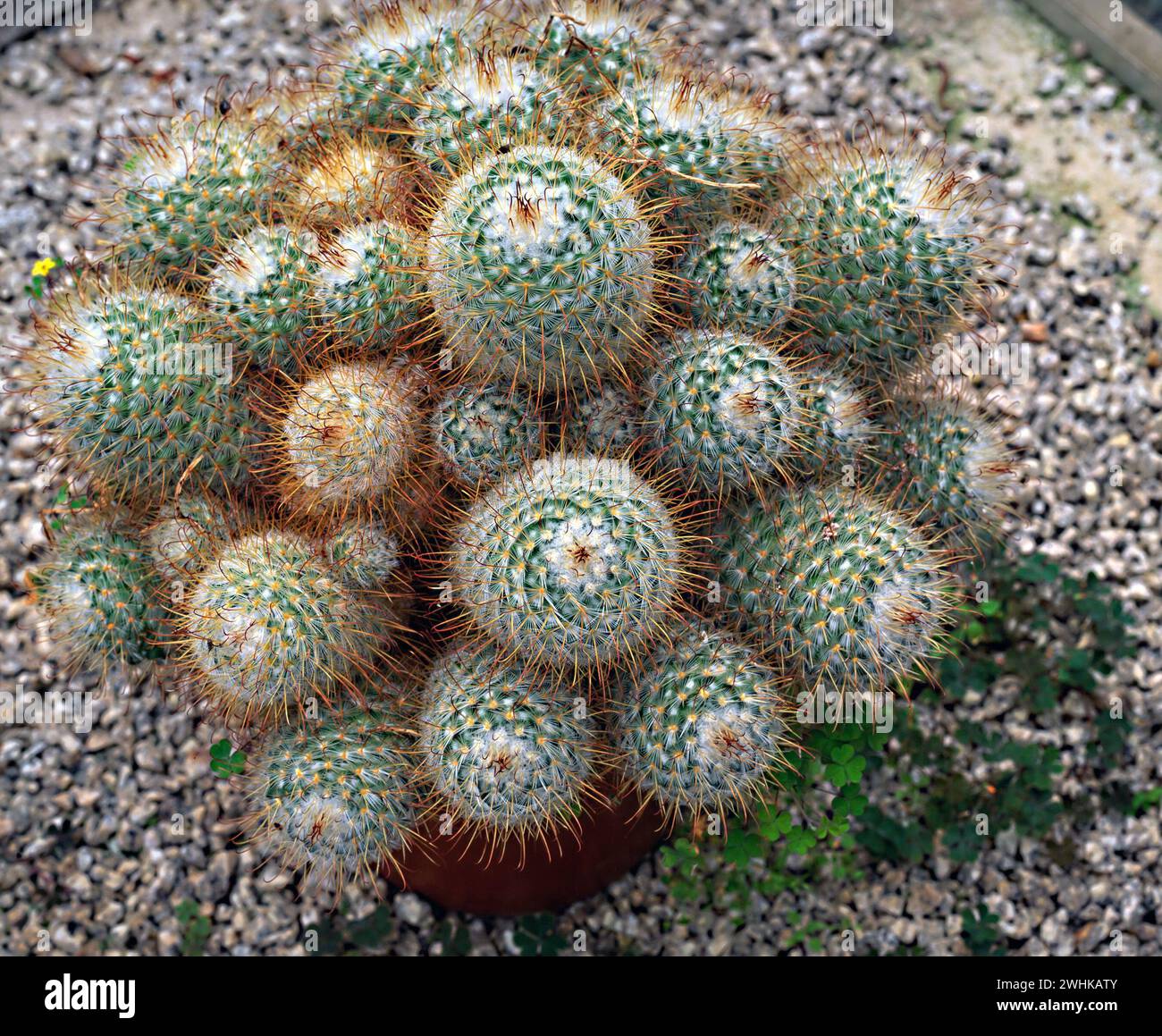 Closeup of Mammilaria Bombycina silken pincushion cactus growing in pot standing on fine gravel / grit bed, England, UK Stock Photo