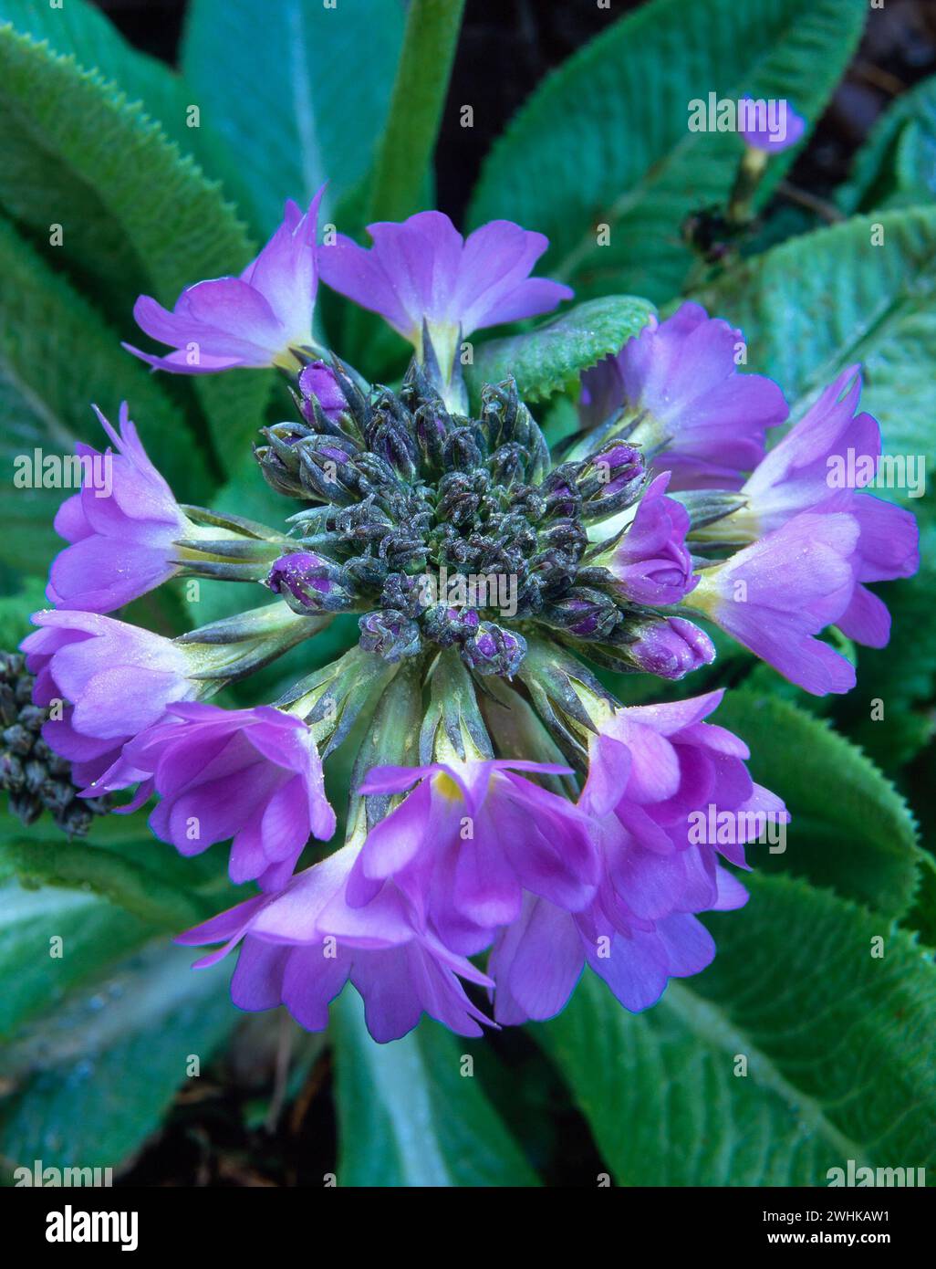 Closeup of partially open pale purple Primula Denticulata (drumstick primula) flowers, England, UK Stock Photo