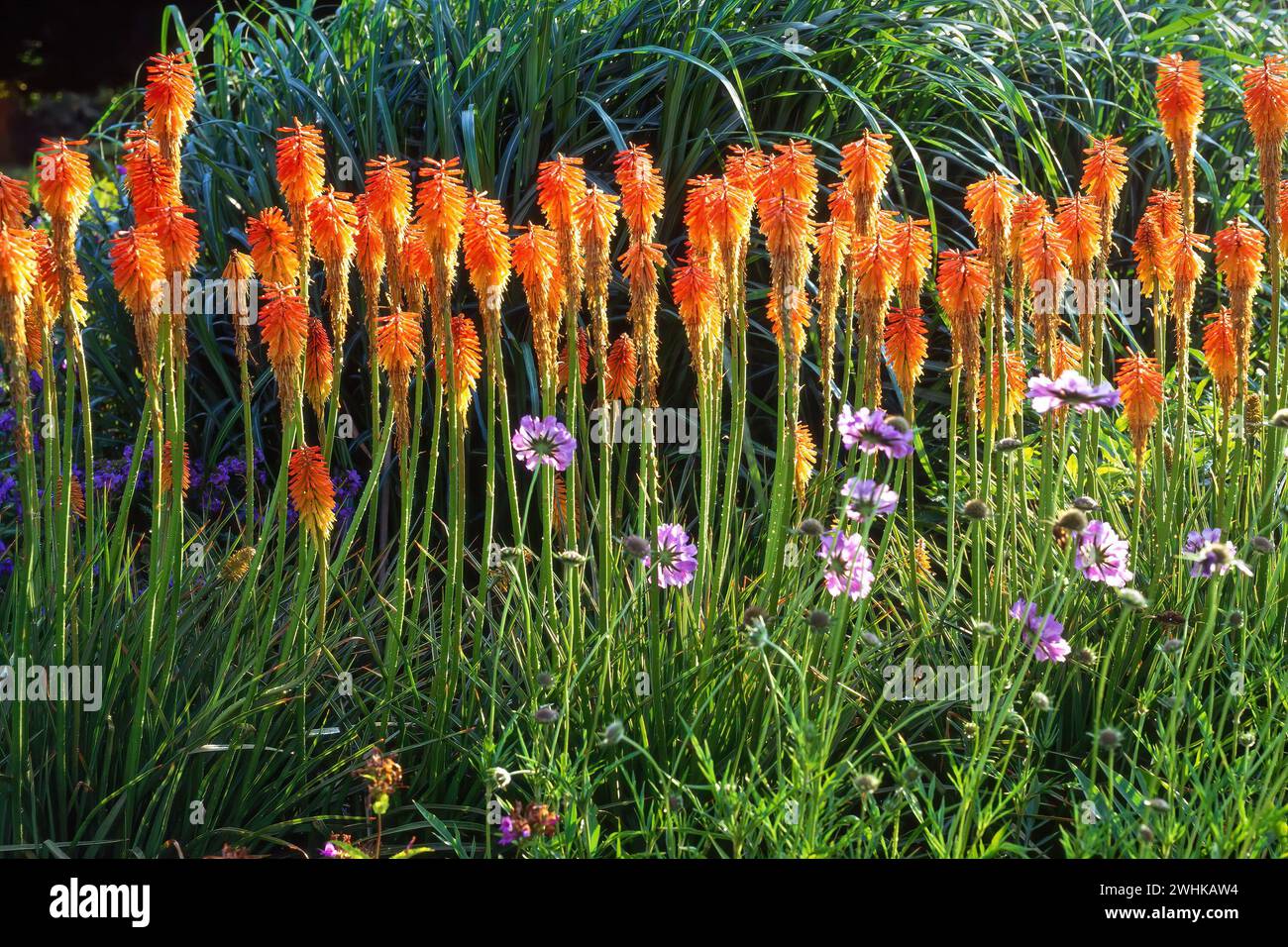 Kniphofia Fiery Fred, Red Hot Poker flowers with Scabious Penhill Blue flowers in garden border, England, UK Stock Photo